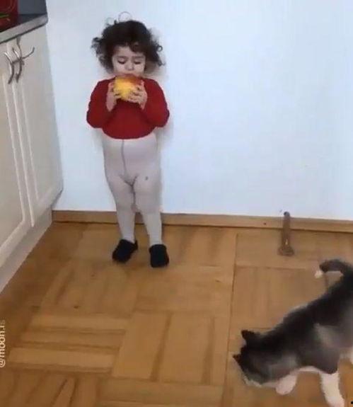 娱乐吃瓜酱拍照小狗狗